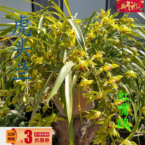 红嘴鸥蕙兰实惠三月开花