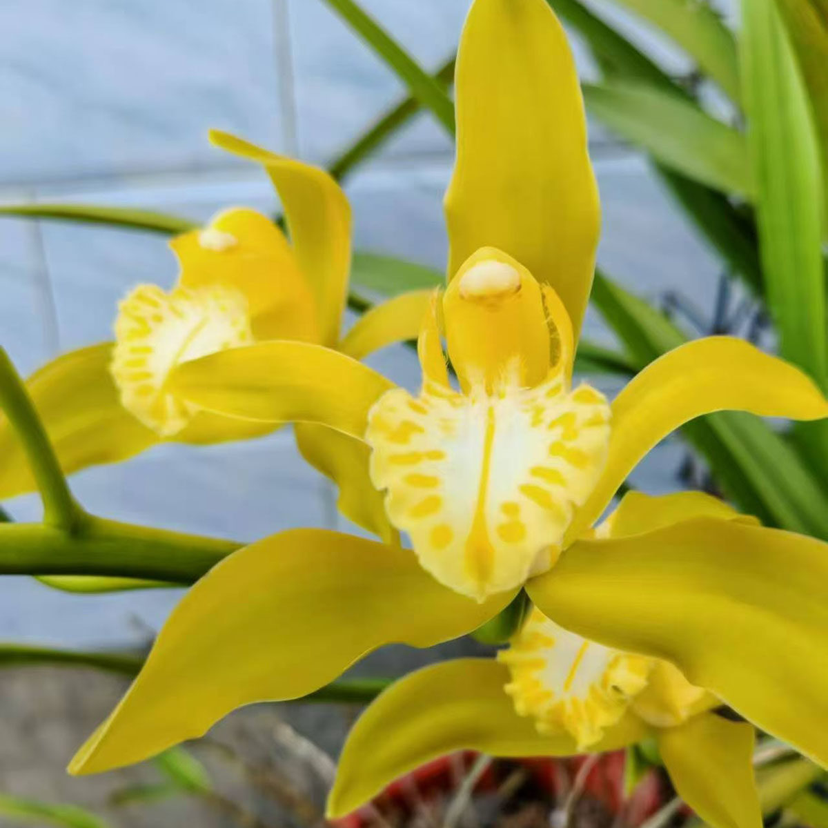云南花卉虎头兰大黄素四季常绿绿植庭院客厅种植灰蓝兰花春季来花