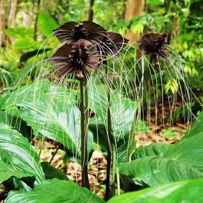 老虎须箭根薯花卉绿植盆栽室内庭院耐阴云南绿植大叶植物草本鲜花