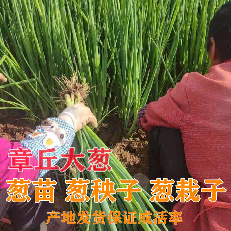 正宗章丘大葱苗带根葱秧山东大葱葱苗长白葱苗葱栽子新鲜移栽包邮