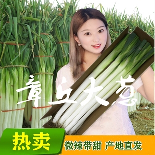 山东章丘大葱高白脆产地新鲜农家特产生鲜新鲜蔬菜铁杆大葱礼盒装