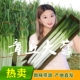山东章丘大葱高白脆产地新鲜农家特产生鲜新鲜蔬菜铁杆大葱礼盒装