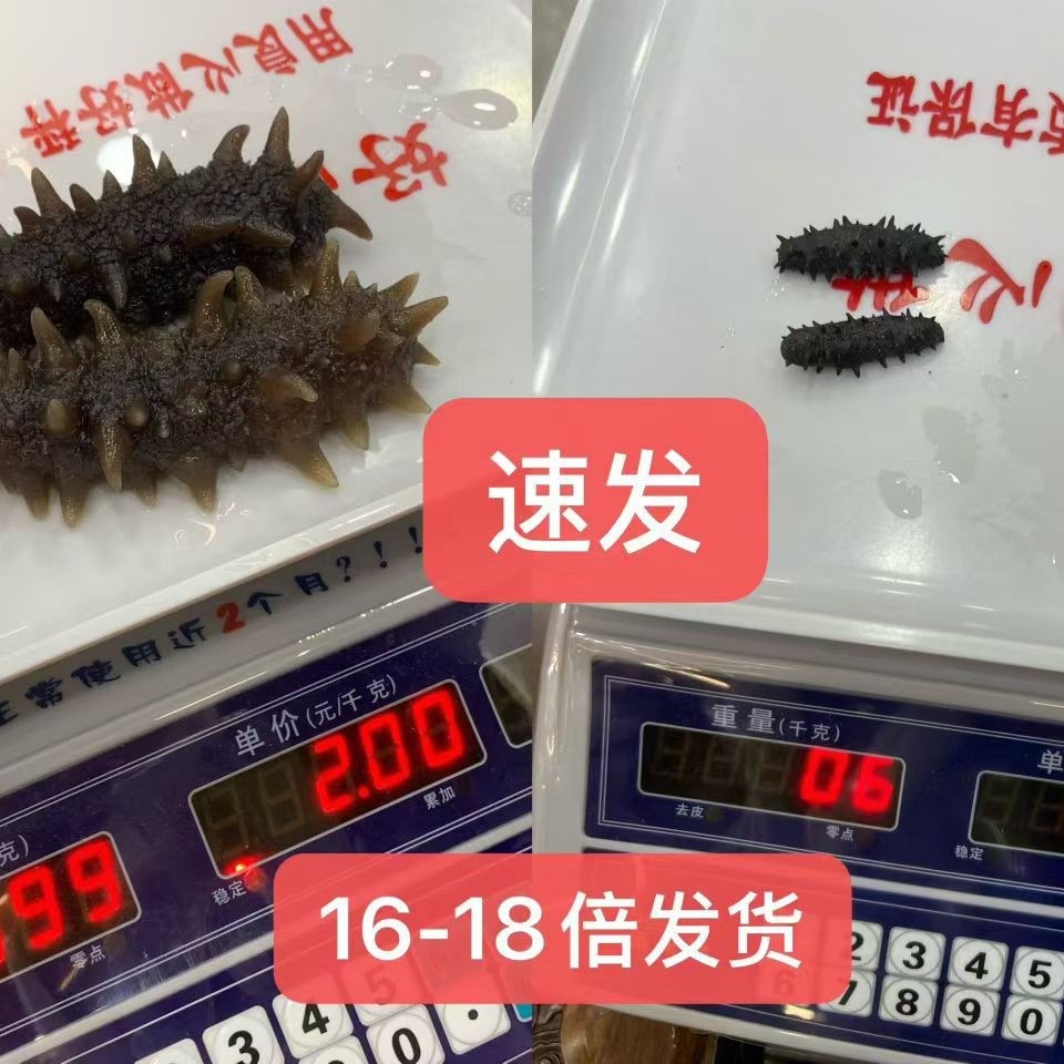 速发海参免泡发即可食用 想吃几条就泡几条 速发可达16-18头倍