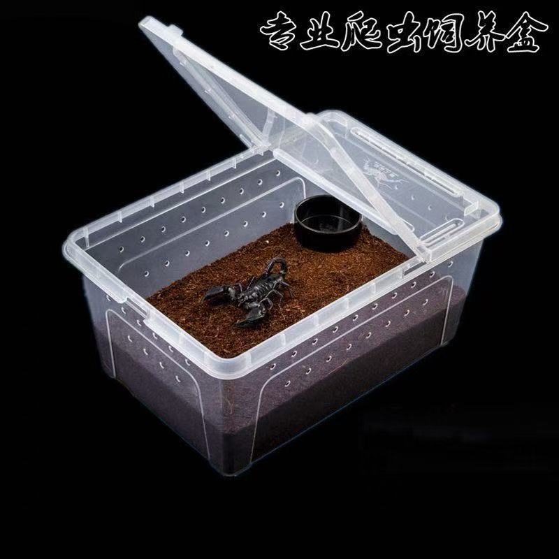 爬宠饲养盒角蛙爬虫蛇蜘蛛