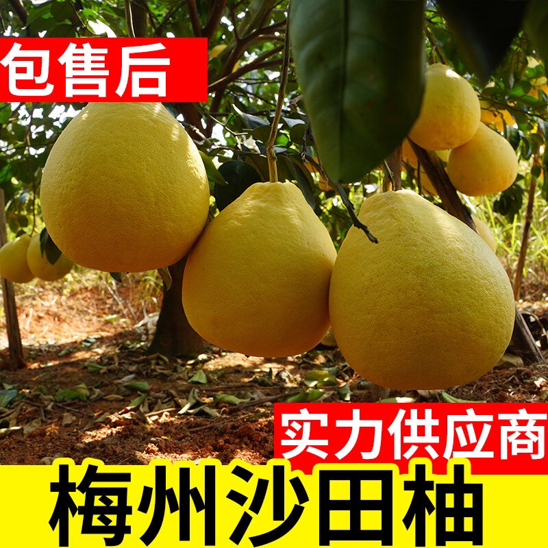 梅州蜜柚蕉岭特产柚子沙田柚蜜柚全甜的柚子产地现摘现发