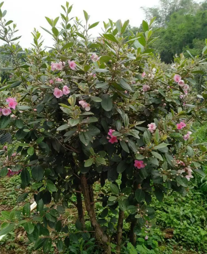 桃金娘盆栽 大型庭院绿色植物 捻子树花卉盆景 易活多花多果