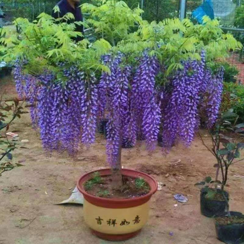 紫藤花树苗爬藤植物阳台庭院围墙四季栽培盆栽耐寒耐旱藤蔓紫藤萝