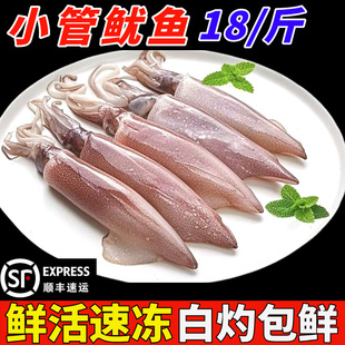 小管鱿鱼白灼鱿鱼新鲜冷冻大鱿鱼大笔管鱼小乌贼海鲜水产鲜活生鲜