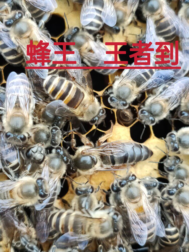 中蜂王阿坝蜜蜂种王大麻蜂黑美人蜂川东蜂蜜型种蜂王繁殖快强蜂王