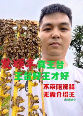 中华蜜蜂王台处女王成熟台免介绍蜂王大麻蜂土蜂中蜂发顺丰包活达