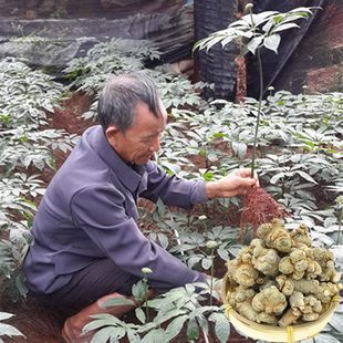 云南文山三七30头35头滑头子春田七农家赵老爹高山种视频磨超细粉