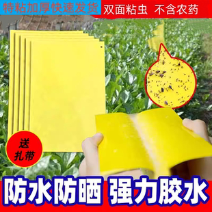 黄板双面粘虫板蓟马纸贴黄蓝飞虫小黑飞果园沾果蝇诱捕器大棚
