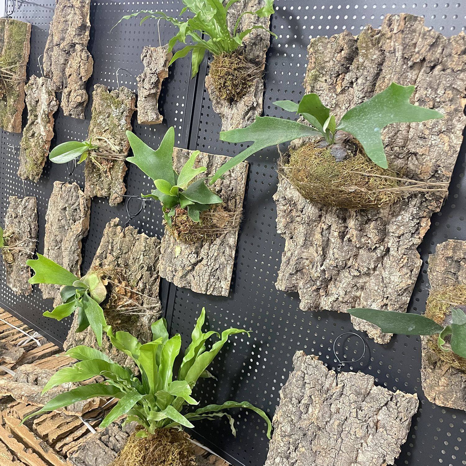 香槟软木树皮定值板空气凤梨石斛兰花蝴蝶兰种植板板植挂板鹿角蕨