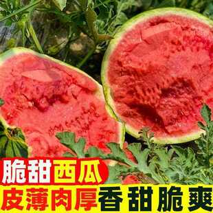 甘美4K西瓜红心K东台红瓤全美脆甜薄皮无籽1-2个共8斤顺丰