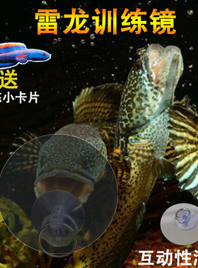 雷龙鱼训练镜子斗鱼罗汉双面透明鼓腮咬缸外逗鱼指环扣专用透视镜
