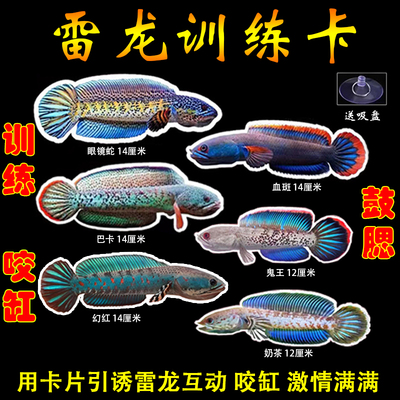 雷龙鱼训练卡片鱼缸挑逗鱼神器