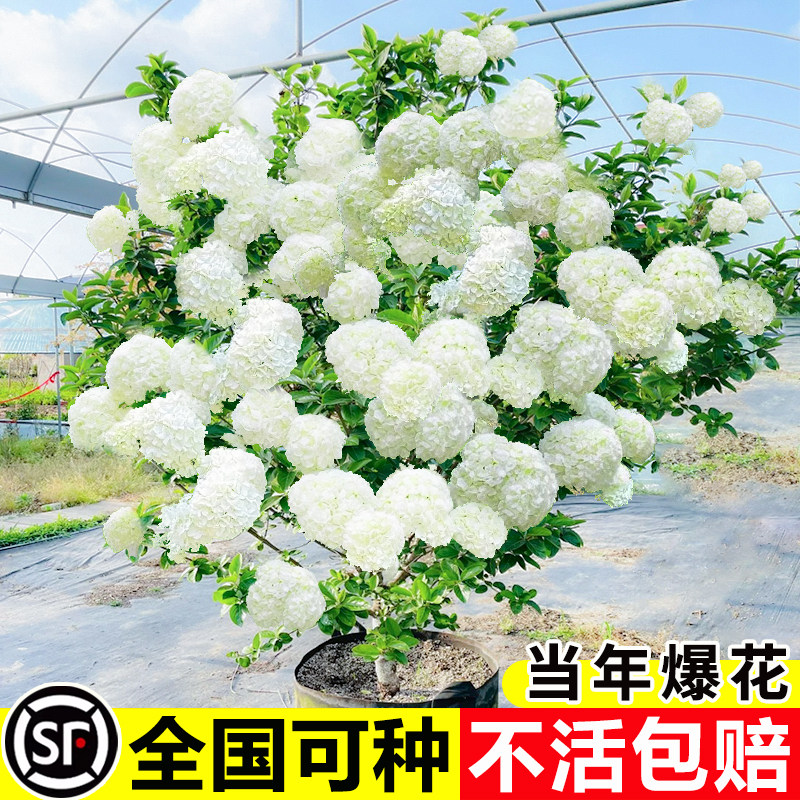 中华木绣球树苗大花斗球风景大树别墅庭院地栽木本老桩盆栽耐寒树图片
