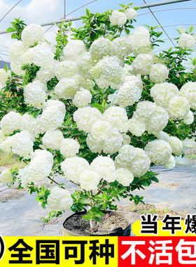 中华木绣球树苗大花斗球风景大树别墅庭院地栽木本老桩盆栽耐寒树