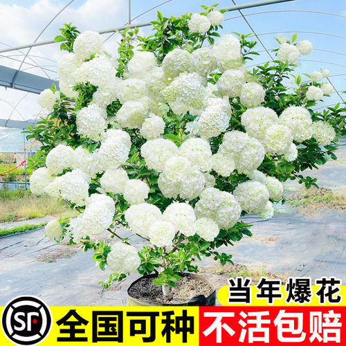 中华木绣球树苗大花斗球风景大树别墅庭院地栽木本老桩盆栽耐寒树