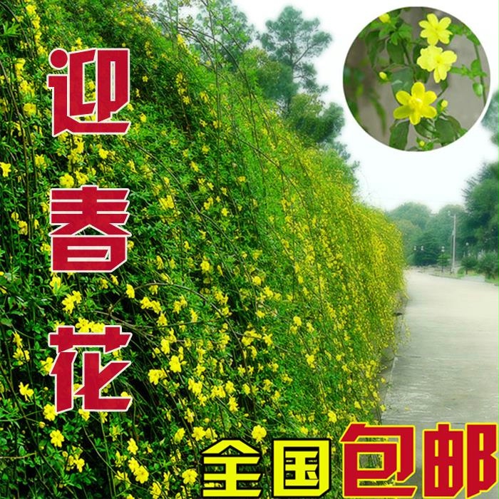 迎春花树苗 迎春花 探春花苗别墅庭院绿化树苗四季耐寒植物