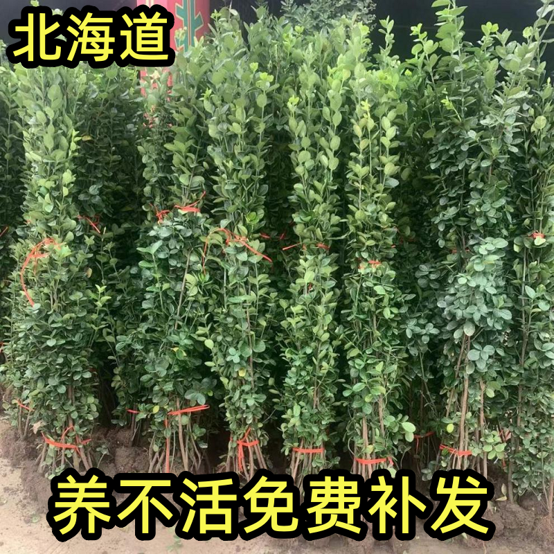 北海道黄杨绿篱围墙冬青树苗植物大小叶四季常青绿化庭院耐寒树苗