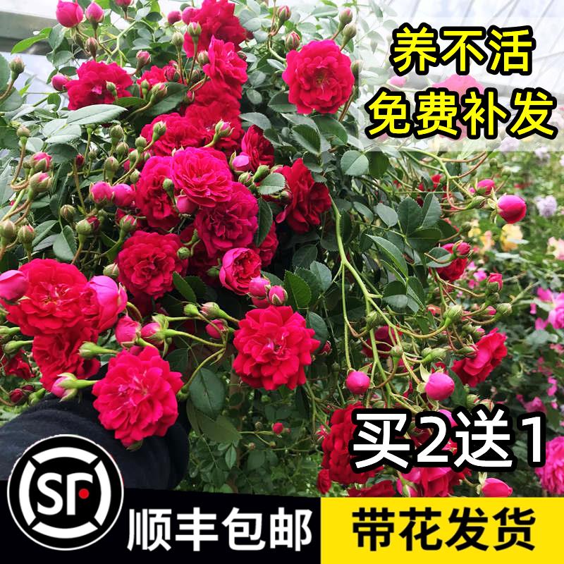 木香花苗爬藤植物庭院蔷薇特大花