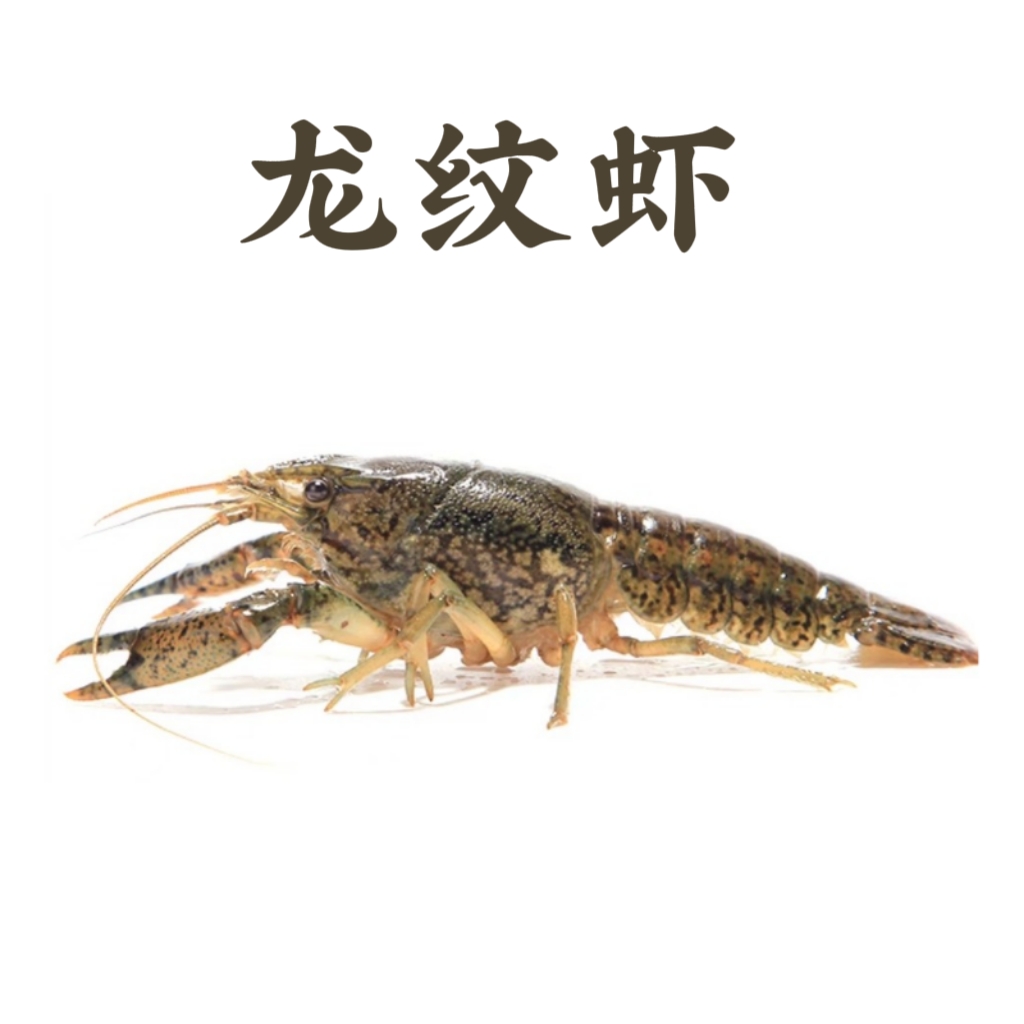 龙纹鏊虾图片