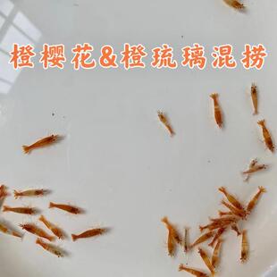 包邮橙琉璃橙樱花混捞 观赏虾宠物虾淡水虾米虾清洁虾虾厂直发