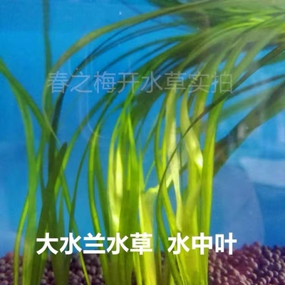 水中叶大水兰水草好养活