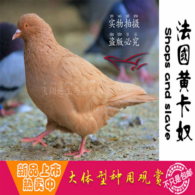 鸽子活体下蛋土鸽鸟类活宠物鸽落地王鸽子家养老鸽子便宜易活幼鸽