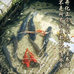 开化生态清水鱼鲜活鱼到家正宗高山吃草生态养殖鲜美商用饭店同款