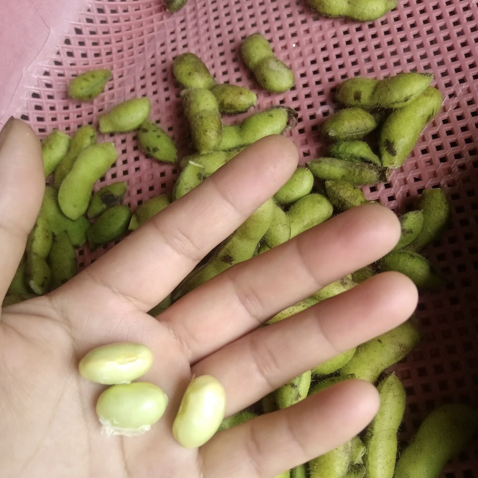 衢州特产农家自种新鲜青豆青豆角新鲜豆类