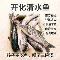 钱江源头古方养殖草鱼开化清水鱼2斤好品质白汤肉质鲜嫩四年生鲜