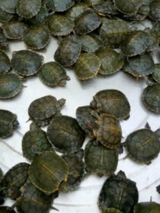 3-15厘米大小乌龟巴西龟苗红耳巴西龟苗宠物龟乌龟批发满百元包邮