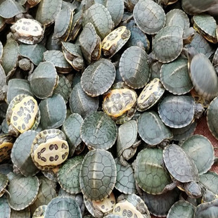 3-16厘米大小乌龟巴西活物红耳龟龟苗彩龟特大招财龟满100元包邮