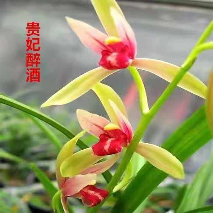 兰花苗建兰红素贵妃醉酒浓香型室内绿植花卉盆栽好养易活