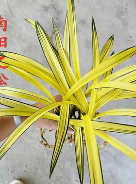 中透艺矮种包邮浓香高档兰花苗