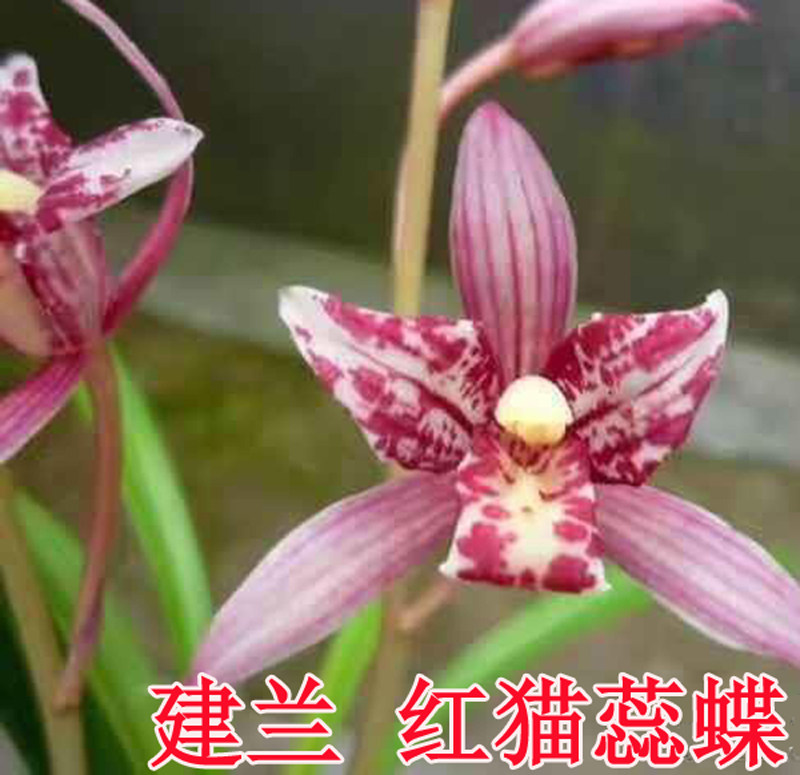兰花红猫蕊蝶建兰红花奇花四季兰经典名贵花卉办公室客厅绿植盆栽