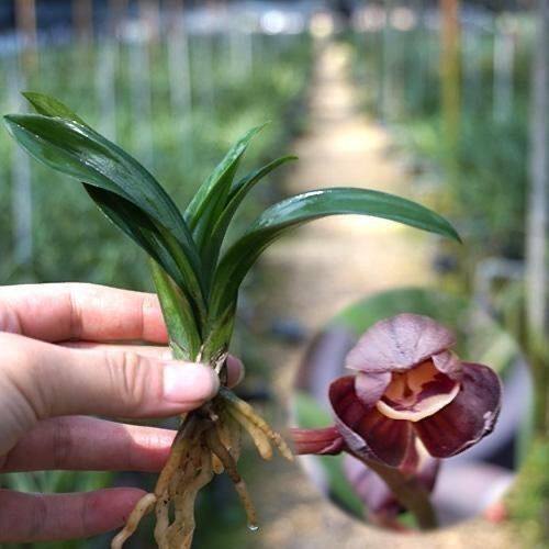 精品兰花苗矮种袖珍精致珍珠龙绿植盆栽