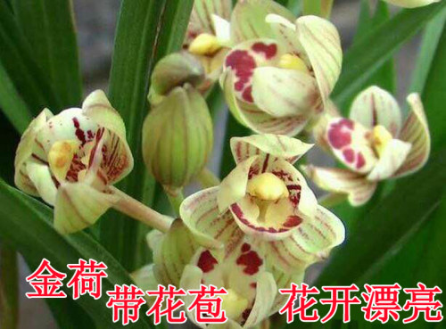 高档带花苞桌面兰花包邮