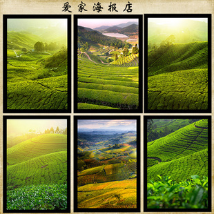 自然风景画茶园梯田海报制作客厅房间寝室茶馆装饰画贴画挂画1