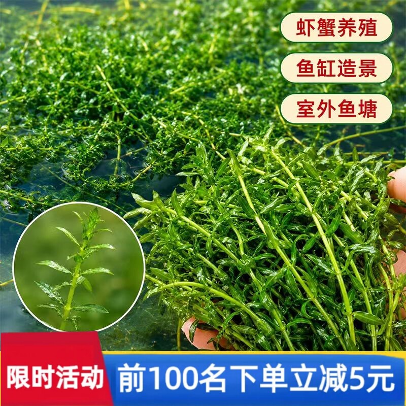 轮叶黑藻草头节节草头子灯笼泡鱼虾蟹养殖专用草耐高温增氧净水草