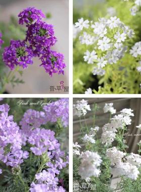 白色细叶美女樱多种花色  多季开花多年生耐寒耐热 庭院 盆栽植物