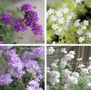 白色细叶美女樱多种花色 多季开花多年生耐寒耐热 庭院 盆栽植物