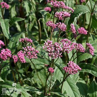 佩兰 Eupatorium fortunei Turcz. 芳香植物 香草盆栽 可食用