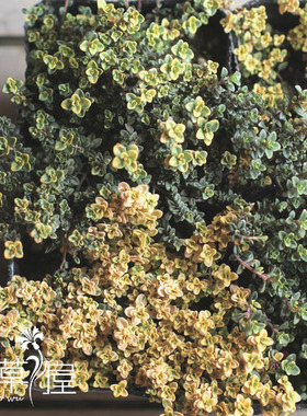 山谷晨光 百里香Thymus spp多年生耐寒耐热 庭院 盆栽植物 可食用