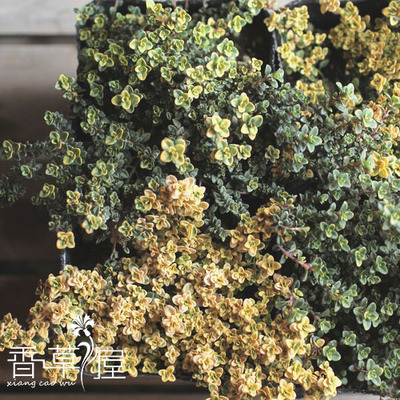 山谷晨光百里香多年生耐寒耐热