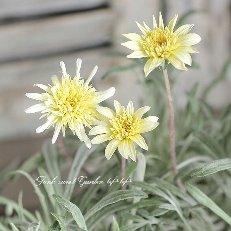 香草屋 银叶勋章菊柠檬扭扭 多年生宿根耐寒耐热庭院阳台花园植物图片