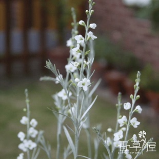 香草屋 柳叶星河花 银叶观花观叶植物 耐热耐寒 岩石花园盆栽