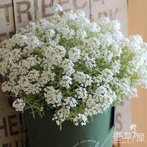 金边香雪球庭院盆栽四季开花